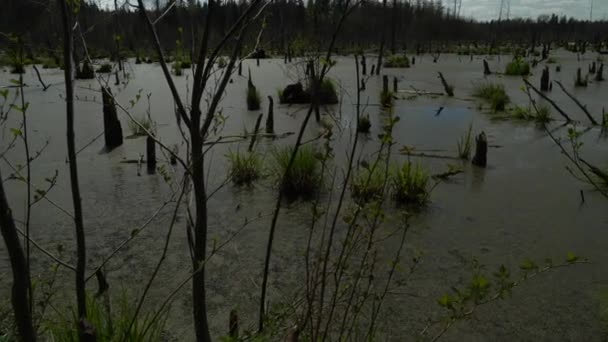 Wiosenny Krajobraz Bagien Lasie Widok Zielone Jezioro Leśne Drzewa Rosnące — Wideo stockowe