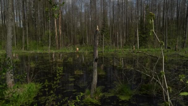 Spring Landscape Swamp Forest View Green Forest Lake Trees Growing — Stok video