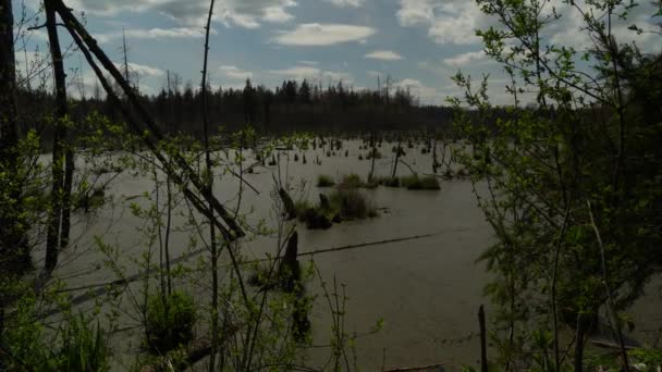 Wiosenny Krajobraz Bagien Lasie Widok Zielone Jezioro Leśne Drzewa Rosnące — Wideo stockowe