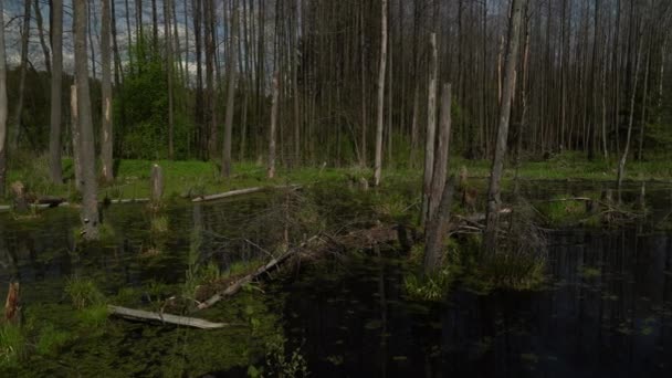 Spring Landscape Swamp Forest View Green Forest Lake Trees Growing — Stok video