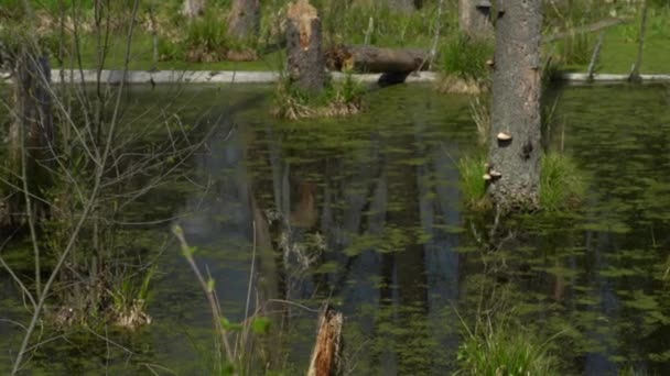 Spring Landscape Swamp Forest View Green Forest Lake Trees Growing — Stok video