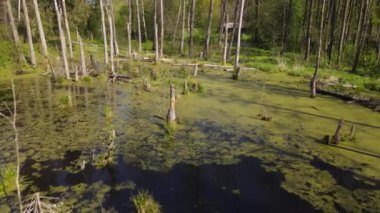 Ormandaki bataklığın bahar manzarası. Yeşil orman gölü manzarası. Knyszyn ormanlarındaki bataklıklarda yeşil sularda büyüyen ağaçlar..