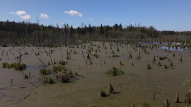 Ormandaki bataklığın bahar manzarası. Yeşil orman gölü manzarası. Knyszyn ormanlarındaki bataklıklarda yeşil sularda büyüyen ağaçlar..