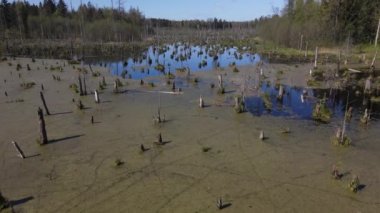 Ormandaki bataklığın bahar manzarası. Yeşil orman gölü manzarası. Knyszyn ormanlarındaki bataklıklarda yeşil sularda büyüyen ağaçlar..