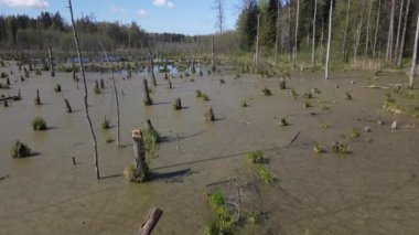 Ormandaki bataklığın bahar manzarası. Yeşil orman gölü manzarası. Knyszyn ormanlarındaki bataklıklarda yeşil sularda büyüyen ağaçlar..