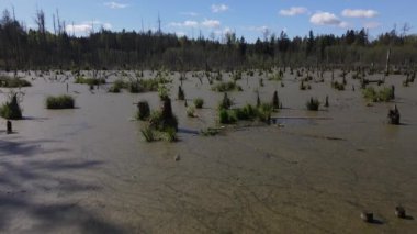 Ormandaki bataklığın bahar manzarası. Yeşil orman gölü manzarası. Knyszyn ormanlarındaki bataklıklarda yeşil sularda büyüyen ağaçlar..