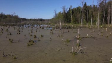 Ormandaki bataklığın bahar manzarası. Yeşil orman gölü manzarası. Knyszyn ormanlarındaki bataklıklarda yeşil sularda büyüyen ağaçlar..