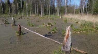 Ormandaki bataklığın bahar manzarası. Yeşil orman gölü manzarası. Knyszyn ormanlarındaki bataklıklarda yeşil sularda büyüyen ağaçlar..