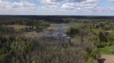 Ormandaki bataklığın bahar manzarası. Yeşil orman gölü manzarası. Knyszyn ormanlarındaki bataklıklarda yeşil sularda büyüyen ağaçlar..