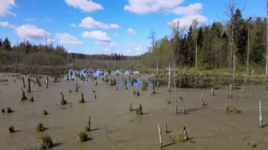 Ormandaki bataklığın bahar manzarası. Yeşil orman gölü manzarası. Knyszyn ormanlarındaki bataklıklarda yeşil sularda büyüyen ağaçlar..