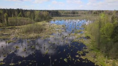 Ormandaki bataklığın bahar manzarası. Yeşil orman gölü manzarası. Knyszyn ormanlarındaki bataklıklarda yeşil sularda büyüyen ağaçlar..