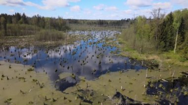 Ormandaki bataklığın bahar manzarası. Yeşil orman gölü manzarası. Knyszyn ormanlarındaki bataklıklarda yeşil sularda büyüyen ağaçlar..