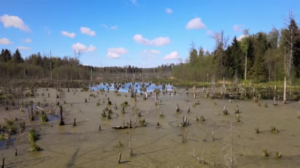 森林中沼泽的春景 绿林湖景 克尼斯森森林沼泽地绿水中生长的树木 — 图库视频影像