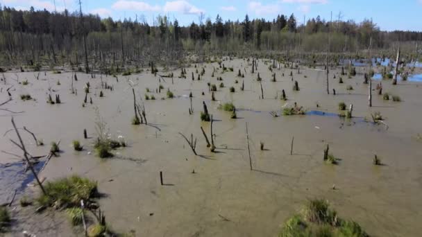 森の中の沼の春の風景 緑の森の湖の景色 Knyzyn森の湿地で緑の水に成長する木 — ストック動画