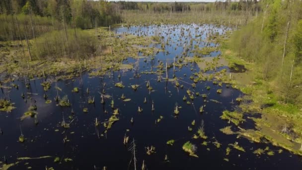 Ormandaki Bataklığın Bahar Manzarası Yeşil Orman Gölü Manzarası Knyszyn Ormanlarındaki — Stok video