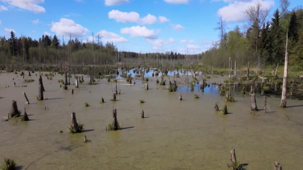 Wiosenny Krajobraz Bagien Lasie Widok Zielone Jezioro Leśne Drzewa Rosnące — Wideo stockowe