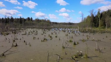 Ormandaki bataklığın bahar manzarası. Yeşil orman gölü manzarası. Knyszyn ormanlarındaki bataklıklarda yeşil sularda büyüyen ağaçlar..