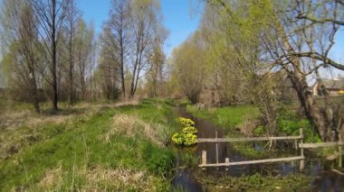 Köyün yakınında küçük bir nehir, güneşli bir günde. Olszanka nehri kıyısındaki Polonya köyünün manzarası. Podlasie 'de baharda nehrin üzerindeki çamur düğüm..