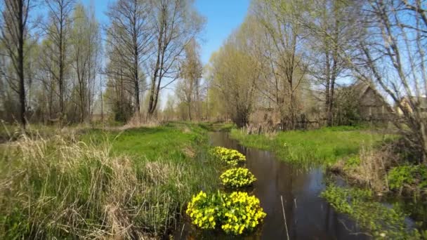 Ένα Μικρό Ποτάμι Κοντά Στο Χωριό Μια Ανοιξιάτικη Ηλιόλουστη Μέρα — Αρχείο Βίντεο