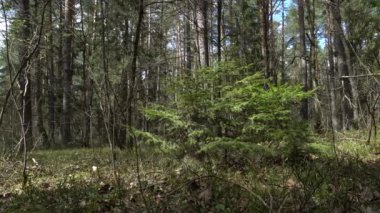 Genç çam ormandaki büyük ağaçların arasında güneşli bir bahar gününde.
