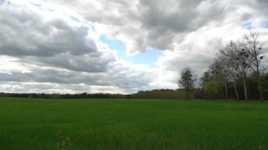 Zamanla yükselen yeşil tahıl, kara bulutların arka planına karşı gökyüzünde Podlasie ormanları arasında hareket ediyor..