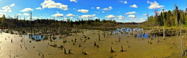 Panorama. Ormandaki bataklığın manzarası. Knyszyn ormanındaki bataklıkta yeşil sularda yetişen ağaçlar..