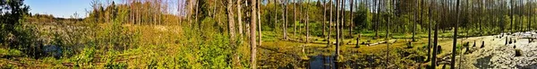 Panorama Ormandaki Bataklığın Manzarası Knyszyn Ormanındaki Bataklıkta Yeşil Sularda Yetişen — Stok fotoğraf