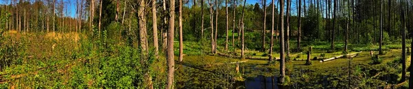 Panorama Frühling Des Sumpfes Wald Blick Auf Den Grünen Waldsee — Stockfoto