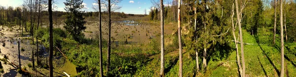 パノラマ森の中の沼の春緑の森の湖の眺めクニズィンの森の沼の緑の水に育つ木 — ストック写真