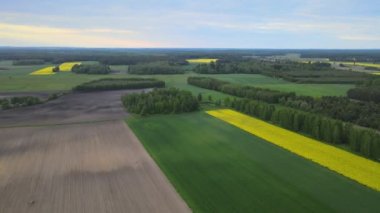 Podlasiedeki sarı, yeşil tarım arazisinden drone 'un görüntüsü. Kuş bakışı, sarı çiçekli tecavüz tohumu..