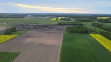 Podlasiedeki sarı, yeşil tarım arazisinden drone 'un görüntüsü. Kuş bakışı, sarı çiçekli tecavüz tohumu..