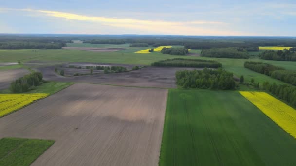 View Drone Yellow Green Farmland Podlasie Yellow Flowering Rapeseed Bird — Stock Video