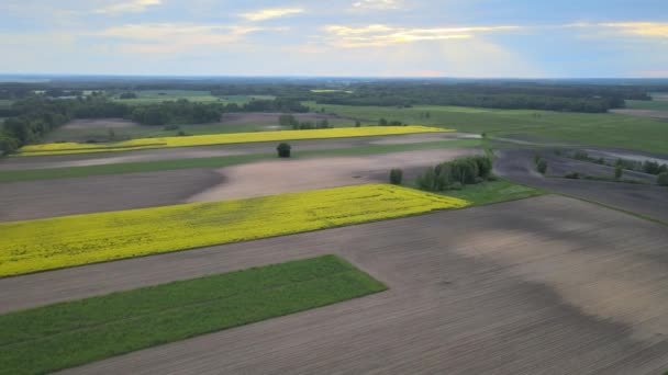 Vista Dal Drone Terreni Agricoli Gialli Verdi Podlasie Colza Fiore — Video Stock
