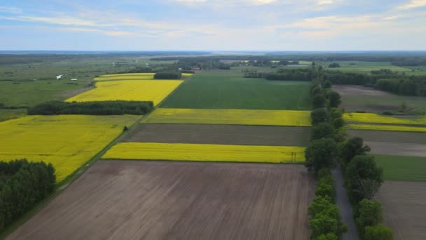 View Drone Yellow Green Farmland Podlasie Yellow Flowering Rapeseed Bird — Stock Video