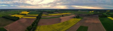 Panorama. Podlasiedeki sarı yeşil tarım arazisinden dron görüntüsü. Sarı çiçekli üzüm tohumu kuş bakışı..