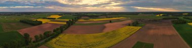 Panorama. Podlasiedeki sarı yeşil tarım arazisinden dron görüntüsü. Sarı çiçekli üzüm tohumu kuş bakışı..
