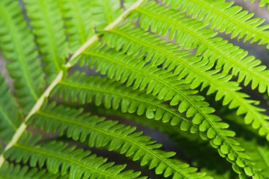 Eğreltiotu tüyleri. Ormanlarda yetişen eğreltiotu, dereler. (matteuccia struthiopteris)