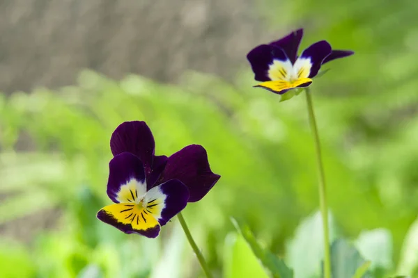 Flores Jardín Incluyen Tricolor Violeta Pansy —  Fotos de Stock