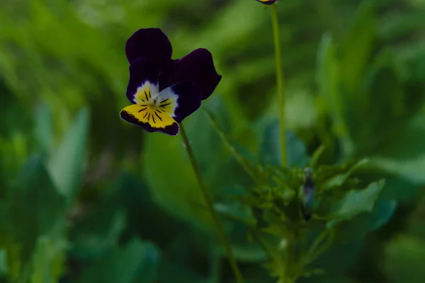 Flores Jardim Incluem Violeta Tricolor Pansy — Fotografia de Stock