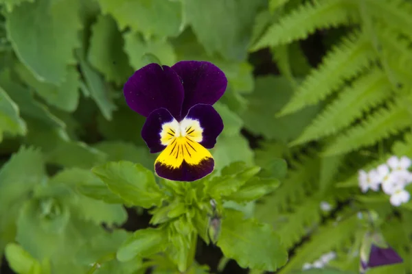Flores Jardim Incluem Violeta Tricolor Pansy — Fotografia de Stock
