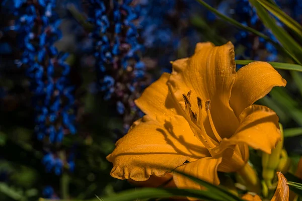 Hemerocallis多年生の庭と霜に強い多年生植物 — ストック写真