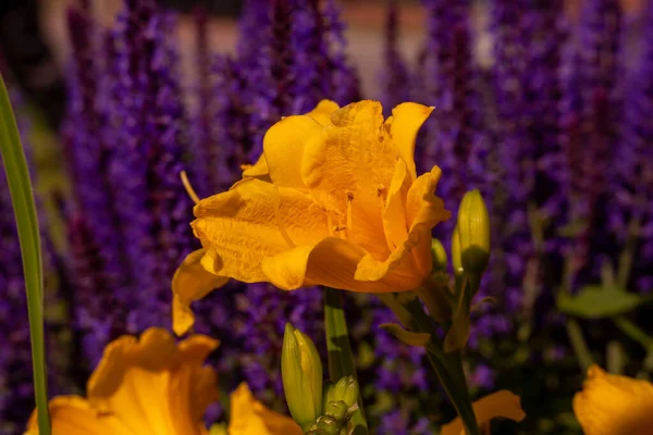 Hemerocallis uzun ömürlü bahçesi ve soğuğa dayanıklı uzun ömürlü bitki.