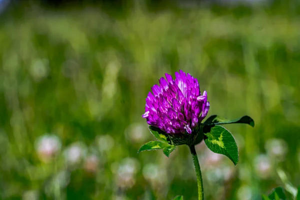 Trifolium Prattense Évelő Növény Szárított Virág Használják Gyógynövényként Népi Gyógyászat — Stock Fotó