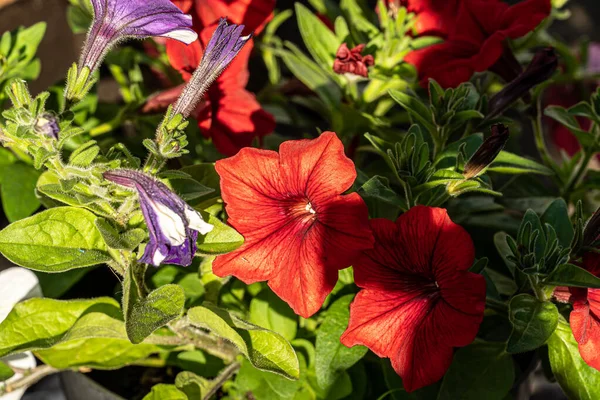 Petunia Atkinsiana Una Pianta Annuale Che Ama Luoghi Caldi Soleggiati — Foto Stock