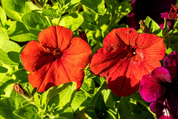 ペチュニア アトキンシアナ Petunia Atkinsiana 風から守られた暖かくて日当たりの良い場所が好きな年間植物です — ストック写真