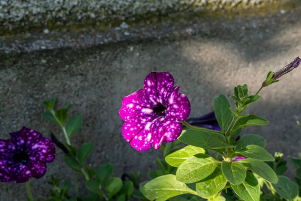 Petunia Atkinsiana Una Pianta Annuale Che Ama Luoghi Caldi Soleggiati — Foto Stock