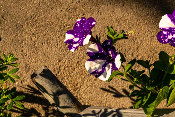 Petunia atkinsiana, rüzgardan korunan sıcak ve güneşli yerleri seven yıllık bir bitkidir..