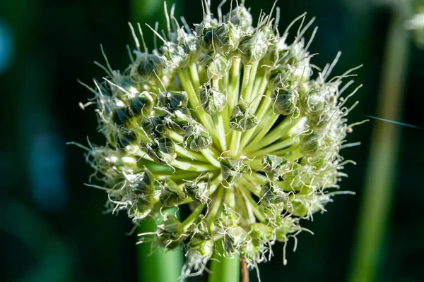 Allium Fistulosum Латунний Часник Багаторічний Морозостійкий — стокове фото