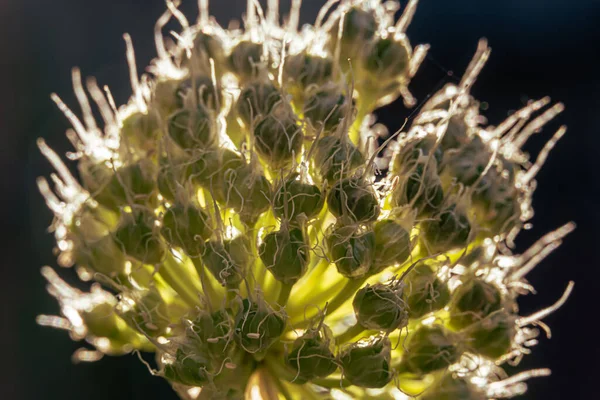 Allium Fistulosum Sárgaréz Fokhagyma Évelő Fagyálló — Stock Fotó