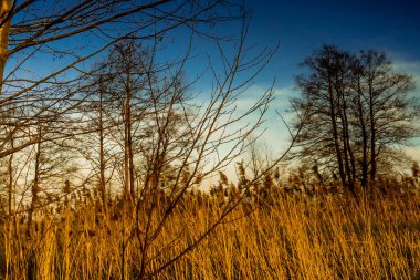 Early spring in the valley of the Narew River in the Narew National Park a sunny afternnon day.
